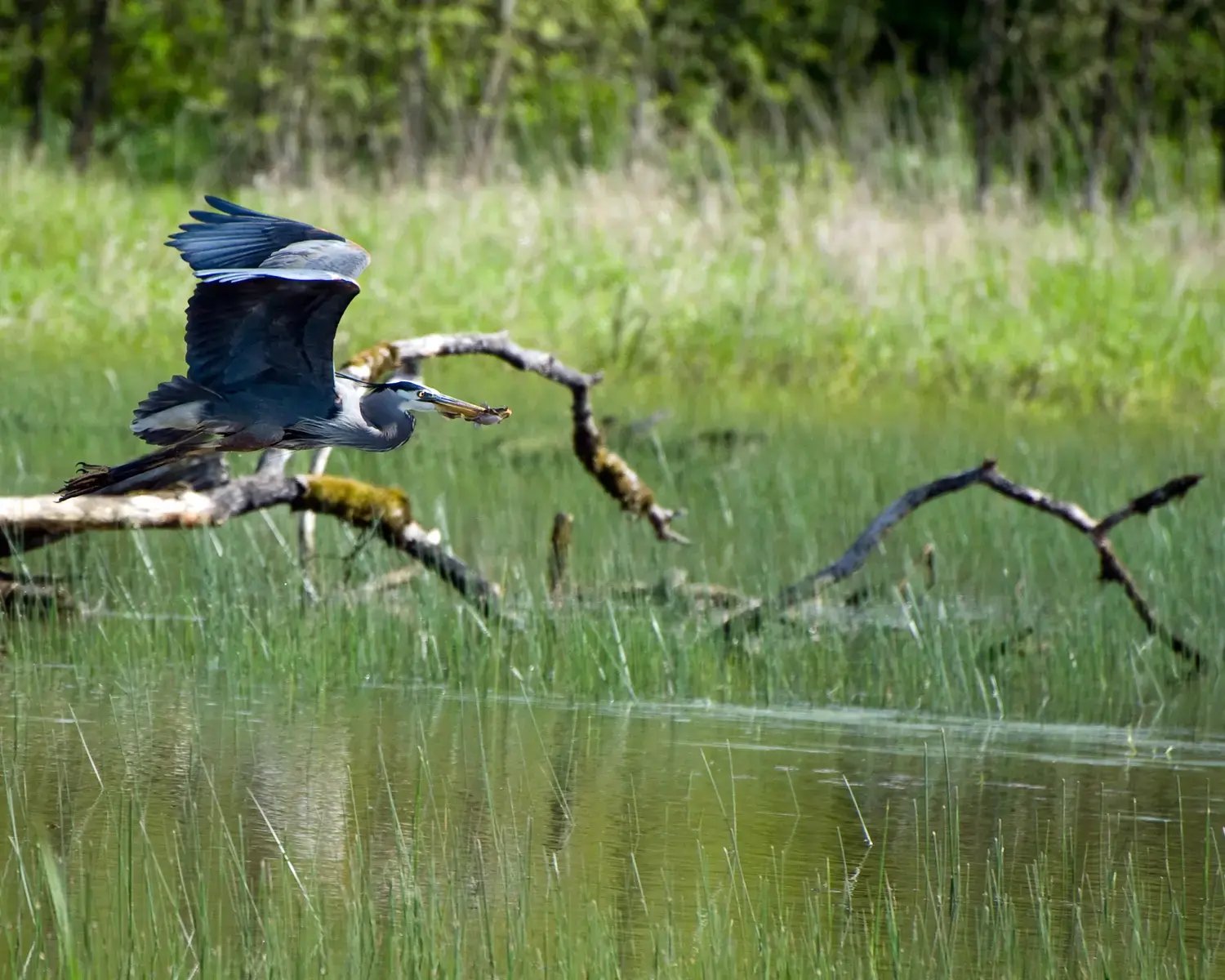 Great Blue Heron, Gentry, GeorgeUSFWS, Public Domain, httpswww.fws.govmediagreat-blue-heron-52