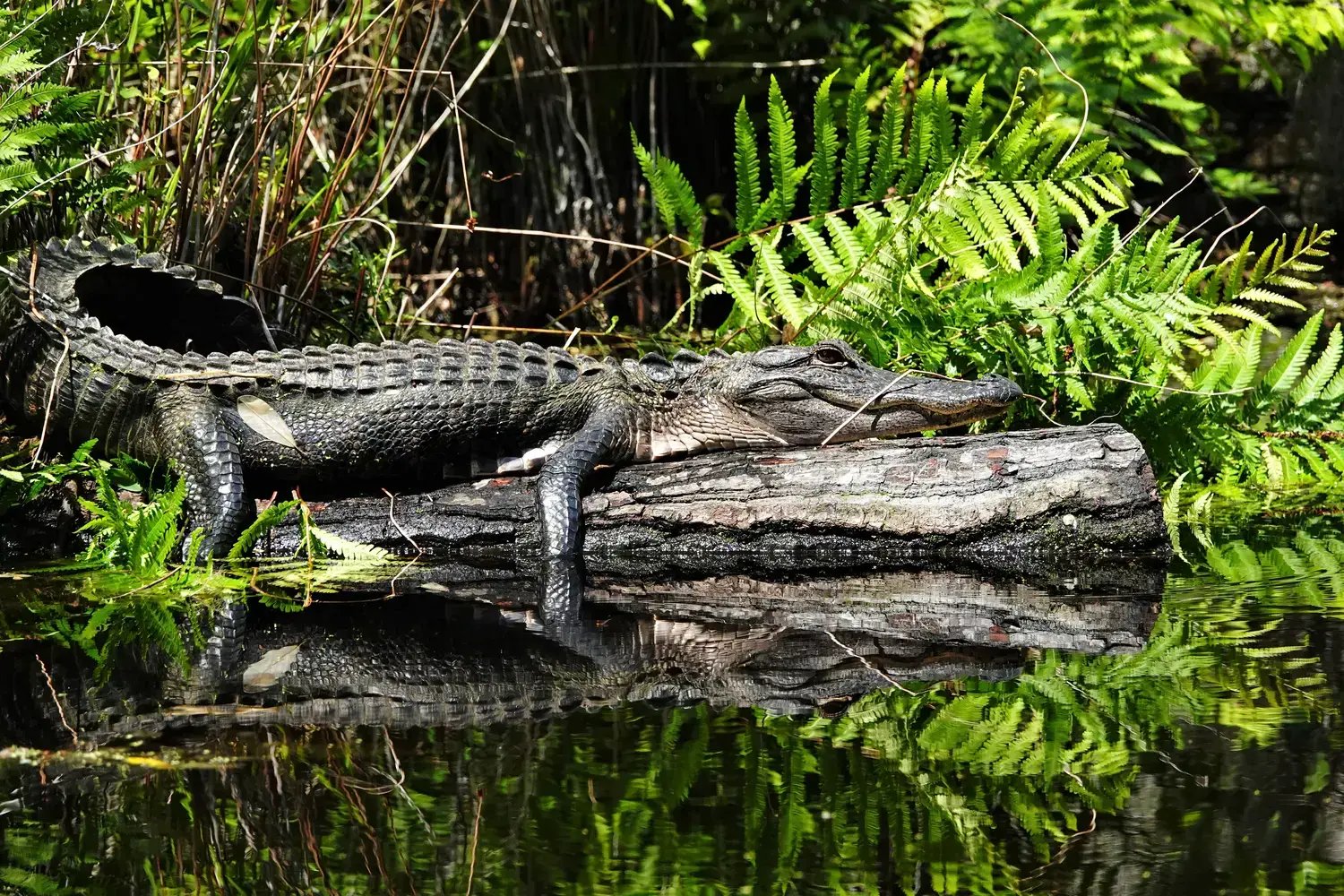 Alligator Sunning, Larry A. WoodwardUSFWS, Public Domain, httpswww.fws.govmediaokefenokee-swamp-alligator-sunning