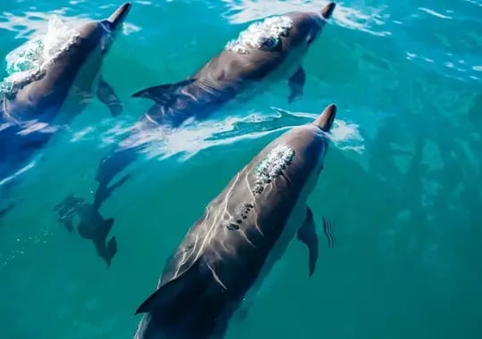 Private Dolphin Discovery Cruise