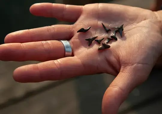 Shark Tooth Island