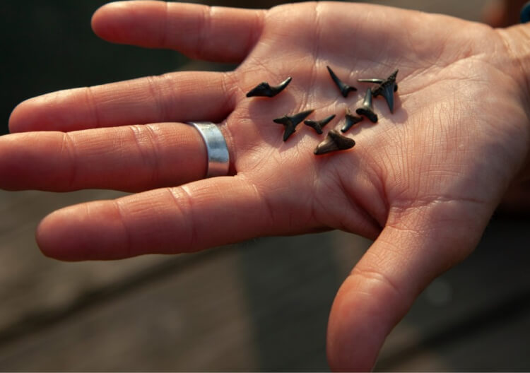 img-shark-tooth