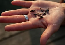 img-shark-tooth