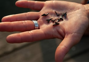 img-shark-tooth