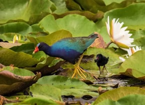 Purple Gallinules with chick, Mary Lou DicksonUSFWS, Public Domain, httpswww.fws.govmediapurple-gallinules-chick